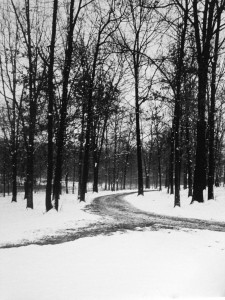 okla trees in winter